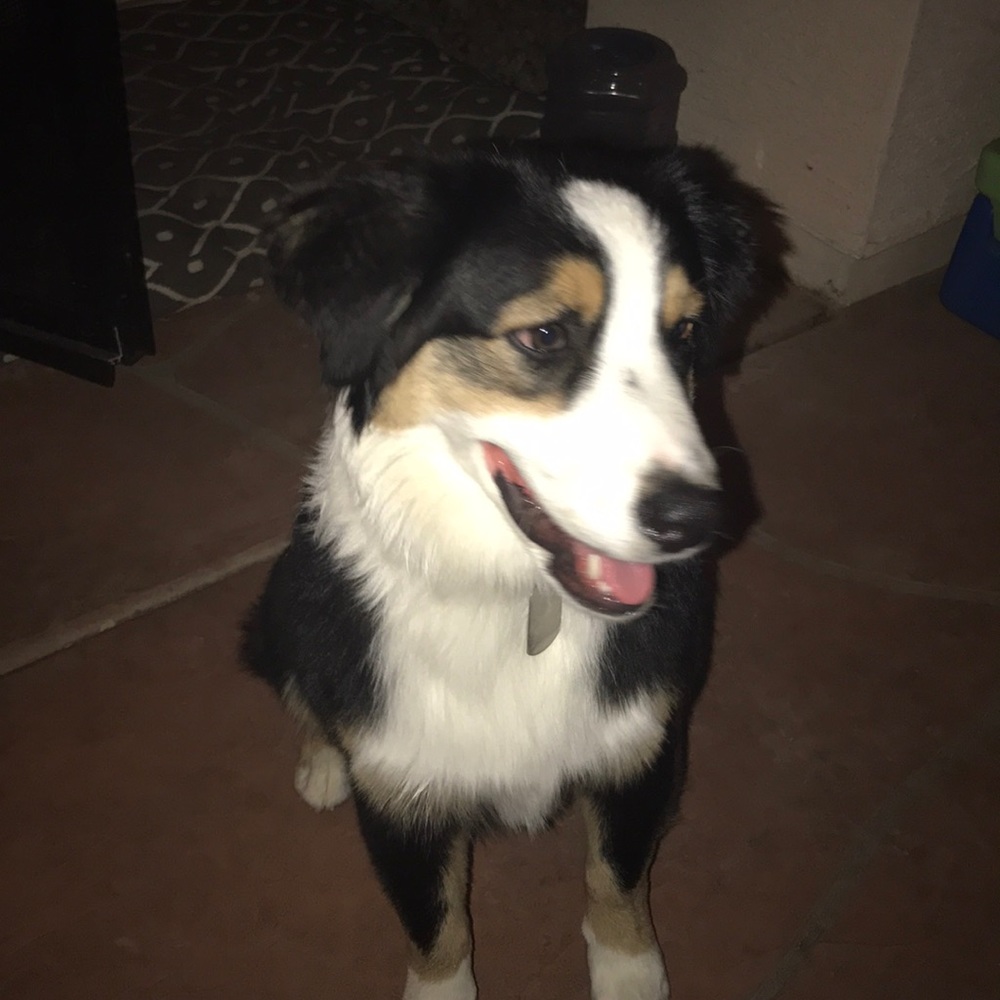 Meet your Posher, Amy